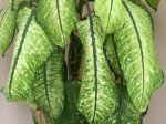 Dieffenbachia seguine