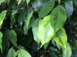 Ficus benjamina