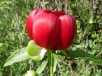 Paeonia peregrina