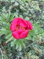 Paeonia peregrina