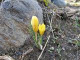 Crocus ancyrensis