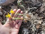 Crocus ancyrensis