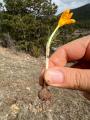 Crocus ancyrensis