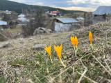 Crocus ancyrensis