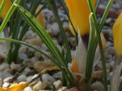 Crocus ancyrensis