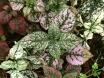 Fittonia albivenis