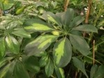 Heptapleurum arboricola