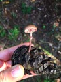 Mycena seynii