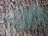 Casuarina equisetifolia