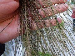 Casuarina equisetifolia