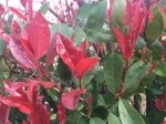 Photinia serrulata