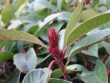 Photinia serrulata