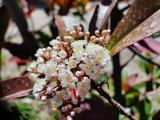 Photinia serrulata