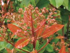 Photinia serrulata