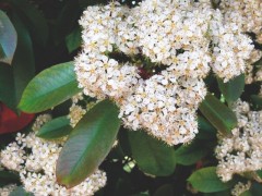 Photinia serrulata