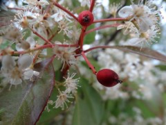 Photinia serrulata