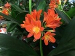 Clivia miniata