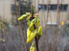 Forsythia intermedia