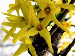 Forsythia intermedia