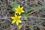Gagea sp.