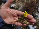 Gagea sp.