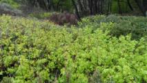 Liquidambar orientalis