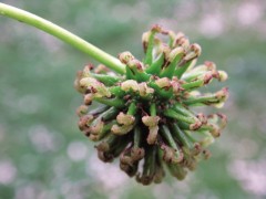 Liquidambar orientalis