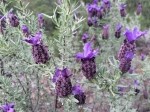 Lavandula stoechas