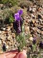 Lavandula stoechas