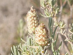 Lavandula stoechas