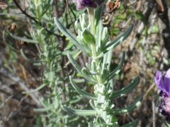 Lavandula stoechas