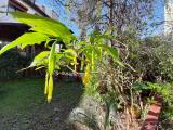 Brugmansia arborea