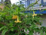 Brugmansia arborea