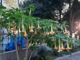 Brugmansia arborea