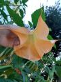 Brugmansia arborea