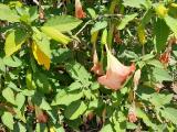 Brugmansia arborea