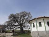 Quercus pubescens