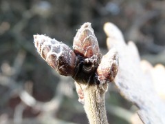 Quercus pubescens