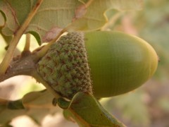 Quercus pubescens