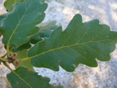 Quercus pubescens