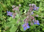 Borago officinalis