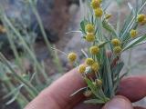 Artemisia absinthium