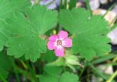 Geranium rotundifolium