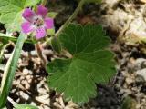 Geranium rotundifolium