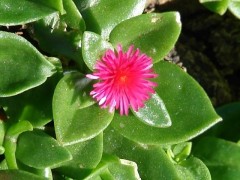 Mesembryanthemum cordifolium