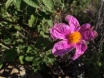 Cistus creticus