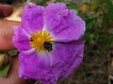 Cistus creticus