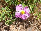 Cistus creticus