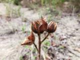 Cistus creticus