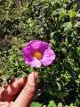 Cistus creticus